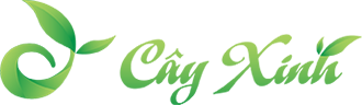 Cây cảnh